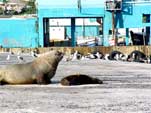 Seals about to get up