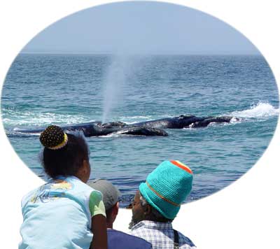 Whales around the Cape of South Africa